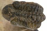 Huge Crotalocephalina Trilobite With Reedops - Lghaft, Morocco #301949-2